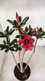 Planta Simples 3185 – 35cm – 03 anos - Imagem 4