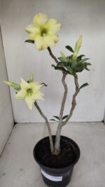Planta Simples 3186 – 35cm – 03 anos - Imagem 2