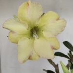 Planta Simples 3186 – 35cm – 03 anos