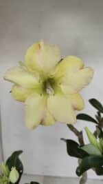 Planta Simples 3186 – 35cm – 03 anos