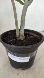 Planta Simples 3186 – 35cm – 03 anos - Imagem 9