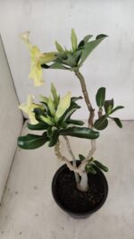 Planta Simples 3186 – 35cm – 03 anos - Imagem 8