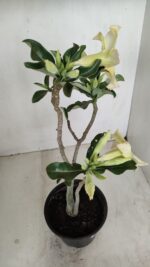 Planta Simples 3186 – 35cm – 03 anos - Imagem 7