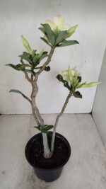 Planta Simples 3186 – 35cm – 03 anos - Imagem 6