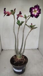 Planta Simples 3187 – 35cm – 03 anos - Imagem 2