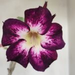 Planta Simples 3187 – 35cm – 03 anos