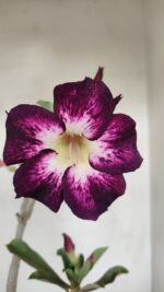 Planta Simples 3187 – 35cm – 03 anos