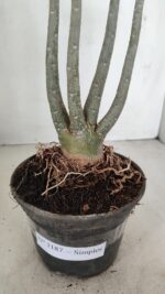 Planta Simples 3187 – 35cm – 03 anos - Imagem 4