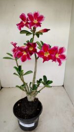 Planta Simples 3188 – 35cm – 03 anos - Imagem 2