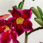 Planta Simples 3188 – 35cm – 03 anos