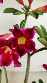 Planta Simples 3188 – 35cm – 03 anos