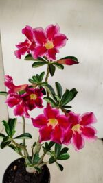 Planta Simples 3188 – 35cm – 03 anos - Imagem 5