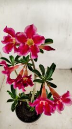 Planta Simples 3188 – 35cm – 03 anos - Imagem 4