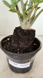 Planta Simples 3188 – 35cm – 03 anos - Imagem 8