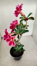 Planta Simples 3188 – 35cm – 03 anos - Imagem 7