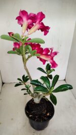 Planta Simples 3188 – 35cm – 03 anos - Imagem 6