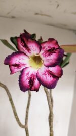 Planta Simples 3189 – 45cm – 03 anos - Imagem 4