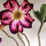 Planta Simples 3189 – 45cm – 03 anos