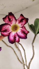 Planta Simples 3189 – 45cm – 03 anos