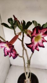 Planta Simples 3189 – 45cm – 03 anos - Imagem 5