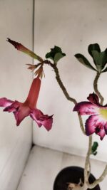 Planta Simples 3189 – 45cm – 03 anos - Imagem 7