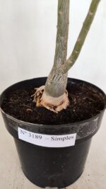 Planta Simples 3189 – 45cm – 03 anos - Imagem 9