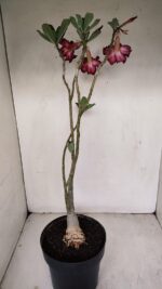 Planta Simples 3189 – 45cm – 03 anos - Imagem 8