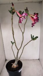 Planta Simples 3189 – 45cm – 03 anos - Imagem 6