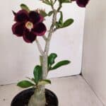 Planta Simples 3190 – 35cm – 03 anos