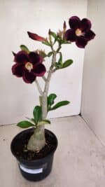 Planta Simples 3190 – 35cm – 03 anos