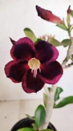 Planta Simples 3190 – 35cm – 03 anos - Imagem 4