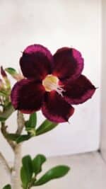 Planta Simples 3190 – 35cm – 03 anos - Imagem 3