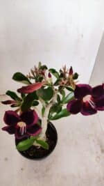 Planta Simples 3190 – 35cm – 03 anos - Imagem 5