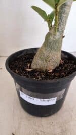 Planta Simples 3190 – 35cm – 03 anos - Imagem 8