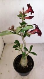 Planta Simples 3190 – 35cm – 03 anos - Imagem 7