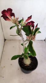 Planta Simples 3190 – 35cm – 03 anos - Imagem 6