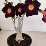 Planta Simples 3191 – 35cm – 03 anos