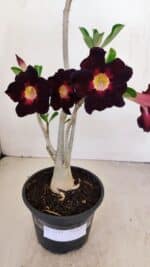 Planta Simples 3191 – 35cm – 03 anos