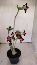 Planta Simples 3191 – 35cm – 03 anos - Imagem 5