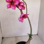 Planta Simples 3192 – 35cm – 03 anos