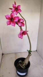 Planta Simples 3192 – 35cm – 03 anos