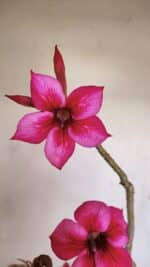 Planta Simples 3192 – 35cm – 03 anos - Imagem 4