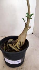 Planta Simples 3192 – 35cm – 03 anos - Imagem 7