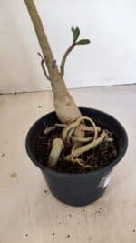 Planta Simples 3192 – 35cm – 03 anos - Imagem 6