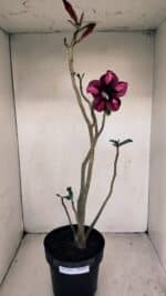 Planta Simples 3193 – 40cm – 03 anos - Imagem 2