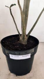 Planta Simples 3193 – 40cm – 03 anos - Imagem 6