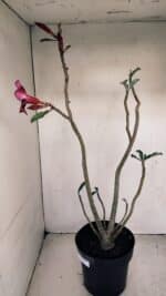 Planta Simples 3193 – 40cm – 03 anos - Imagem 5