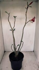 Planta Simples 3193 – 40cm – 03 anos - Imagem 4