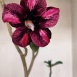 Planta Simples 3193 – 40cm – 03 anos