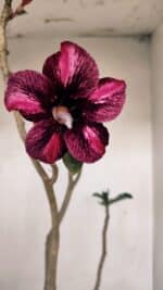 Planta Simples 3193 – 40cm – 03 anos